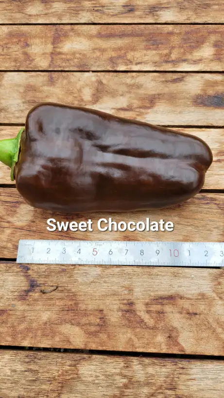 Chili / Paprika: P25, Sweet Chocolate, Blockpaprika, Höhe: 70cm, braun, Frucht: 12cm