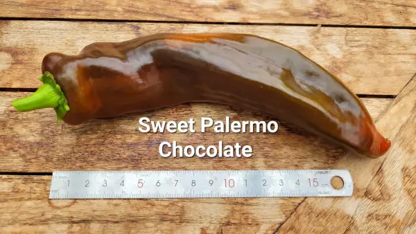 Chili / Paprika: P25, Sweet Palermo Chocolate, Spitzpaprika, Höhe: 100cm, braun, Frucht: 30cm