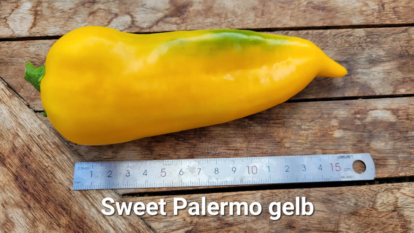 Chili / Paprika: P25, Sweet Palermo gelb, Spitzpaprika, Höhe: 100cm, gelb, Frucht: 30cm