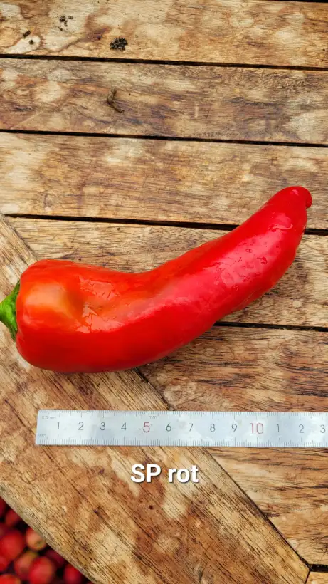 Chili / Paprika: P25, Sweet Palermo rot, Spitzpaprika, Höhe:	100cm, rot, Frucht: 30cm