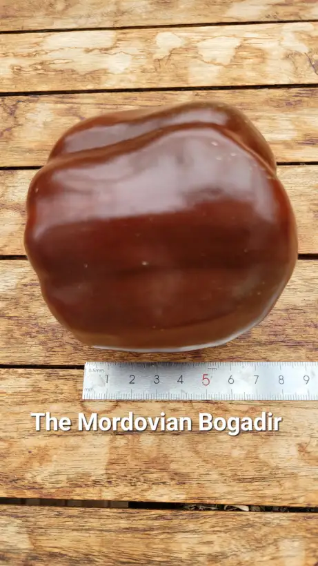 Chili / Paprika: P25, The Mordovian Bogatir,	Blockpaprika, Höhe: 60cm, braun, Frucht: 12cm