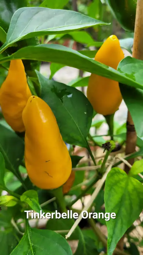 Chili / Paprika: P25, Tinkerbell orange, Snackpaprika, Höhe:	80cm, orange, Frucht: 5cm