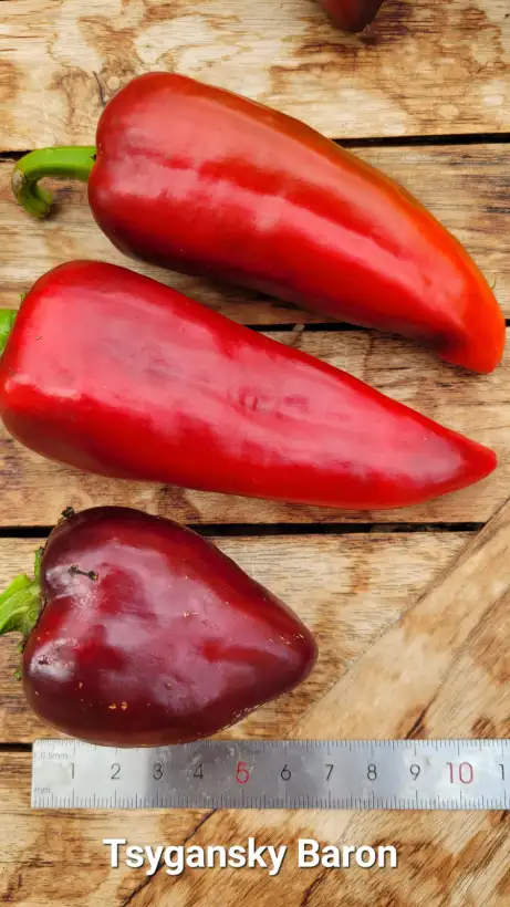 Chili / Paprika: P25, Tsygansky Baron, Herzpaprika, Höhe: 50cm, schwarz, Frucht: 6cm