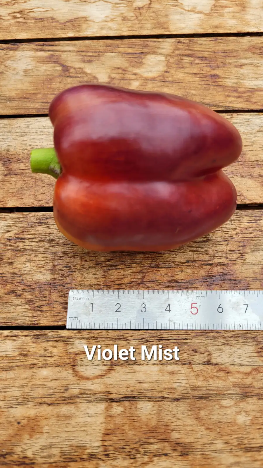Chili / Paprika: P25, Violet Mist, Blockpaprika, Höhe: 70cm, violet auf rot, Frucht: 10-15cm
