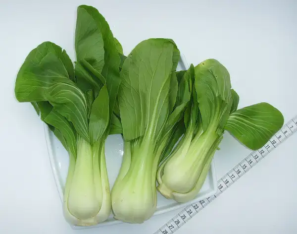 Kohl: Pac Choi-chin.Senfkohl