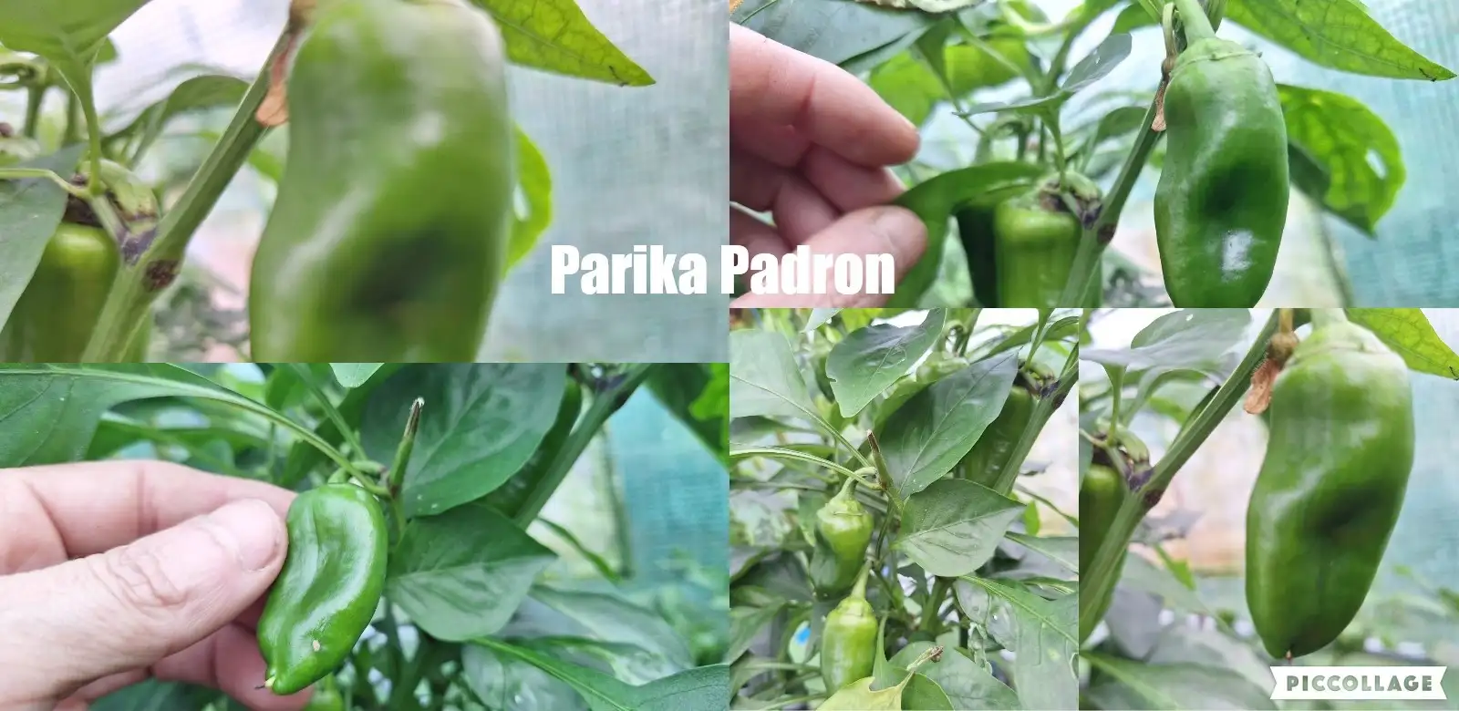Chili / Paprika: Padron - Paprika