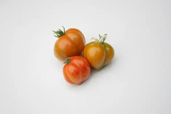 Tomaten: Painted Lady