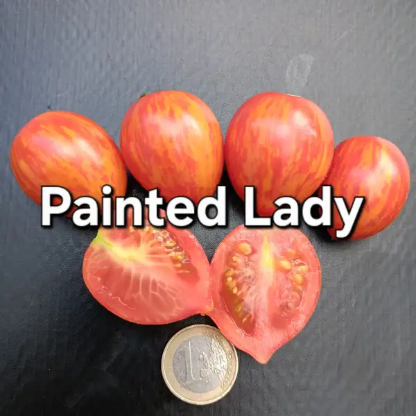 Tomaten: Painted Lady