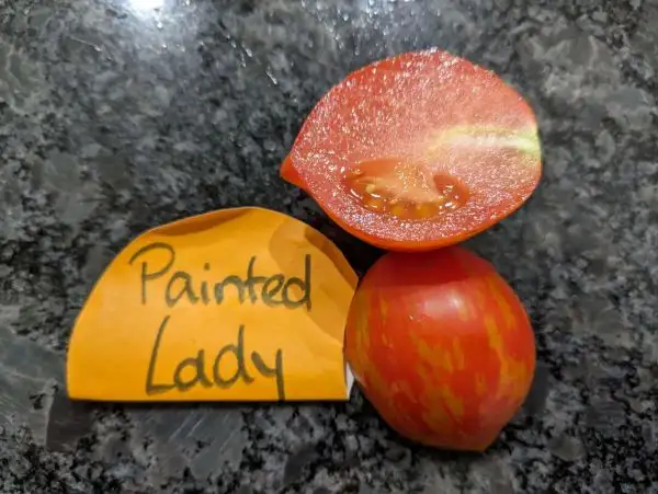 Tomaten: Painted Lady