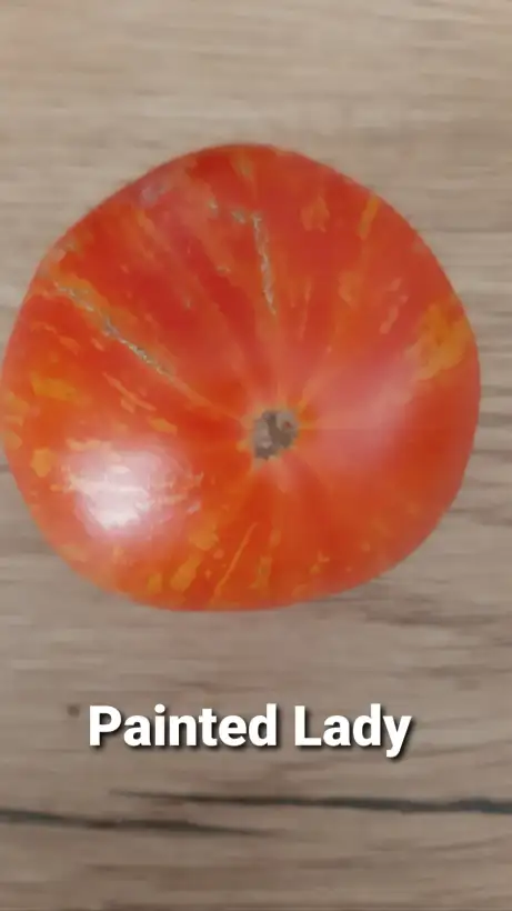 Tomaten: Painted Lady