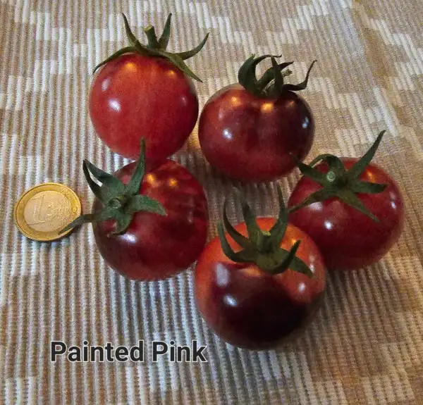 Tomaten: Painted Pink