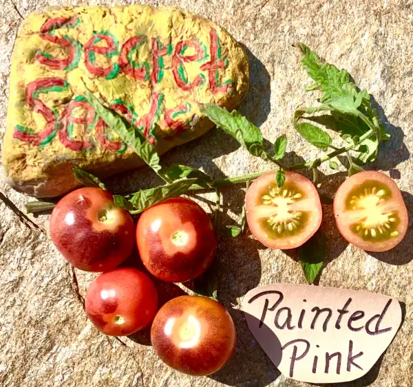 Tomaten: Painted Pink