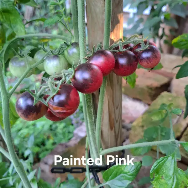 Tomaten: Painted Pink