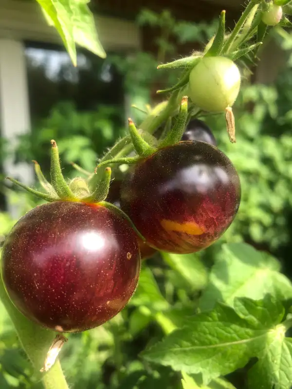 Tomaten: Painted Pink Blue