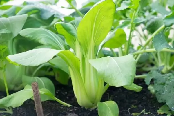 andere Gemüse: Pak Choi
