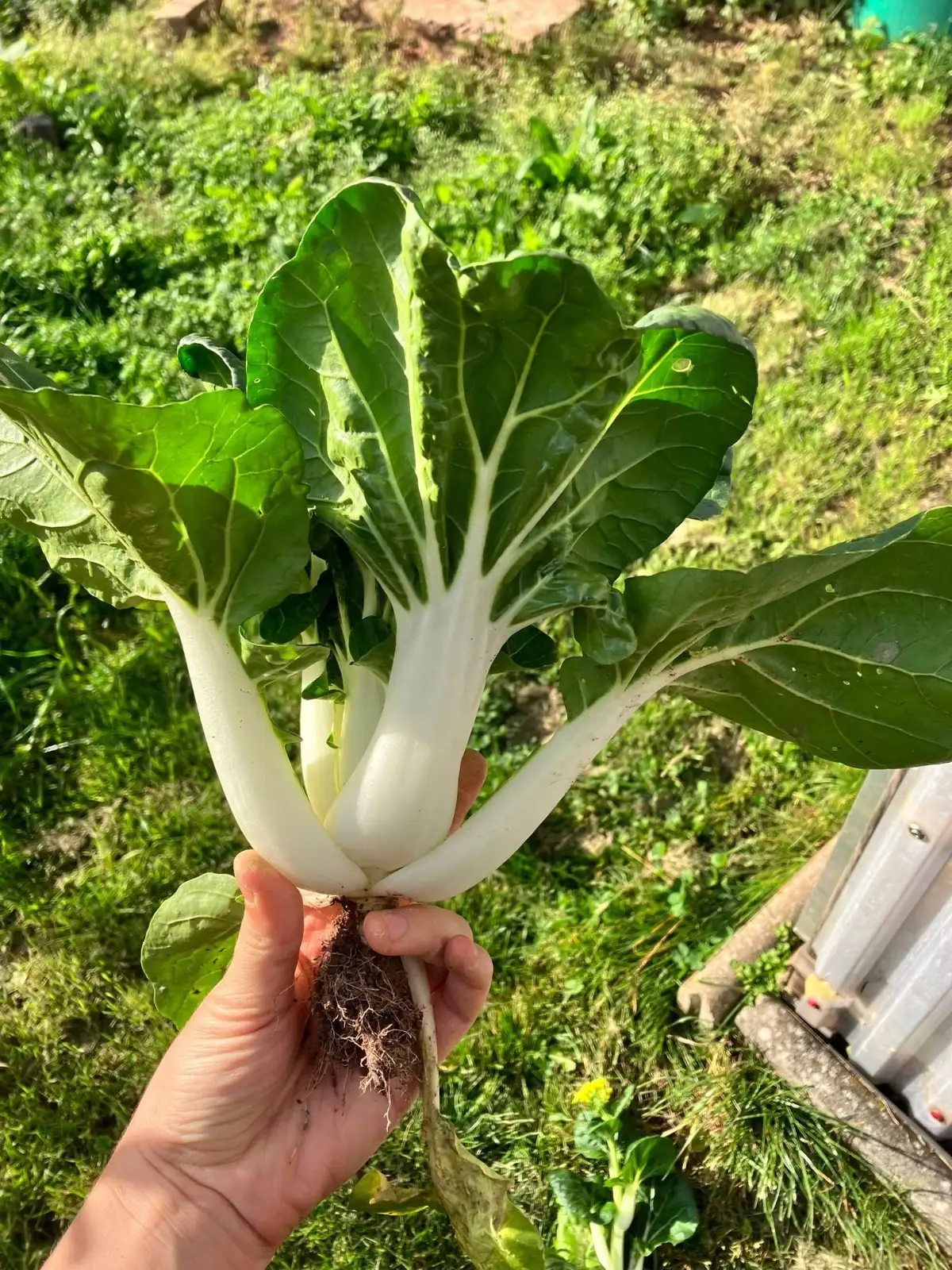 andere Gemüse: Pak-choi