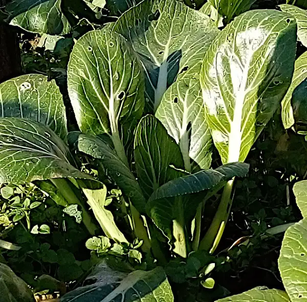 Kohl: Pak Choi Tai Sai, sehr spät schiessende, kräftige Sorte