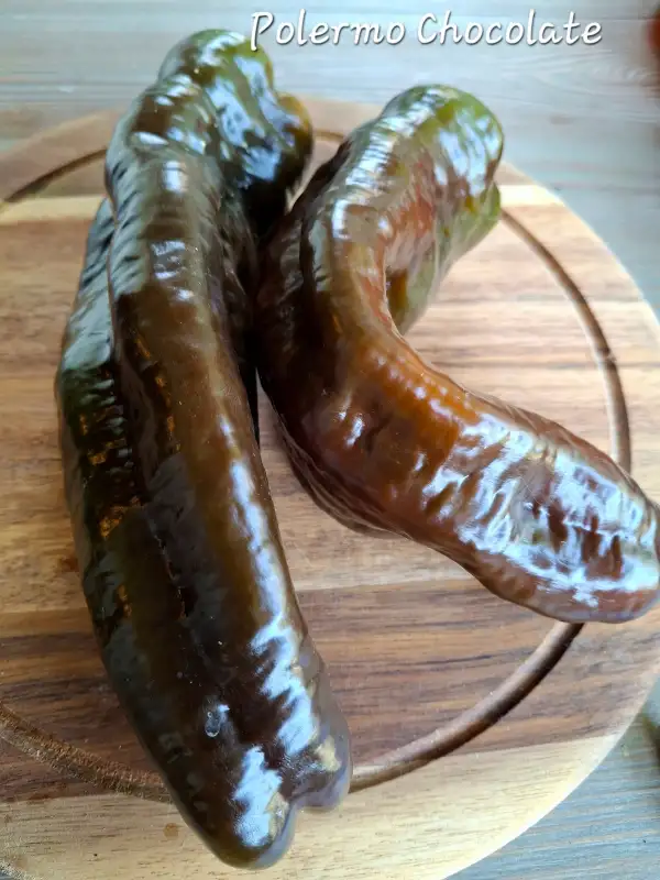 Chili / Paprika: Palermo Chocolate