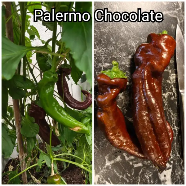 Paprika: Palermo Chocolate