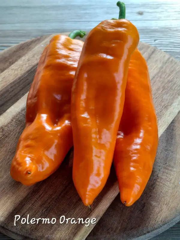 Chili / Paprika: Palermo Orange