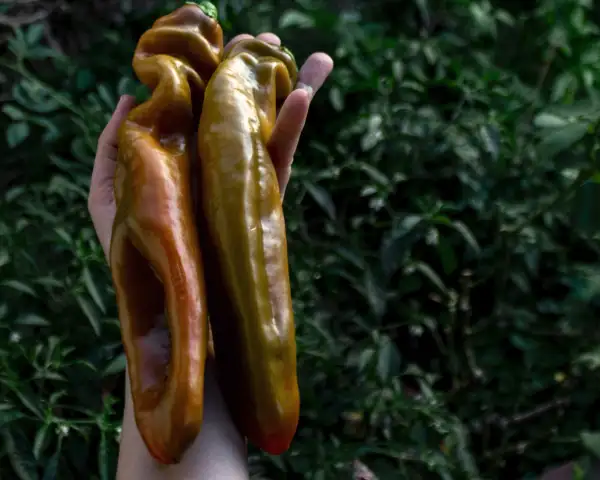 Paprika: Palermo Orange