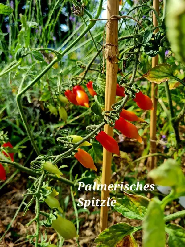 Tomaten: Palmerisches Spitzle