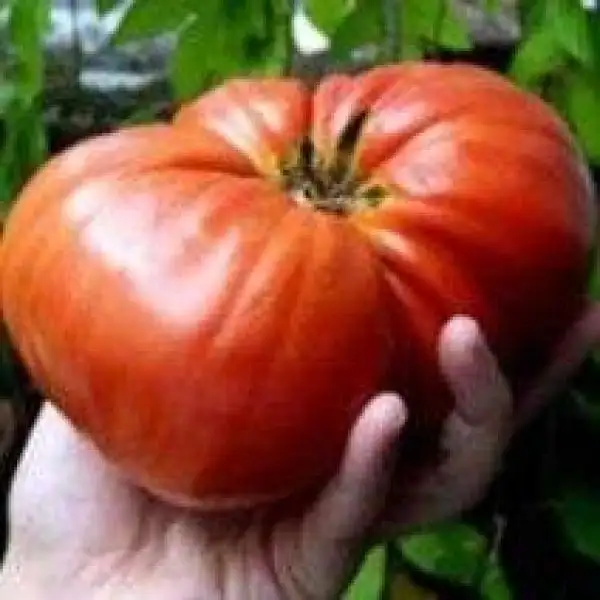 Tomaten: Palmira’s Italian Heirloom