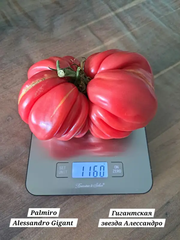 Tomaten: Palmiro Alessandro Gigant