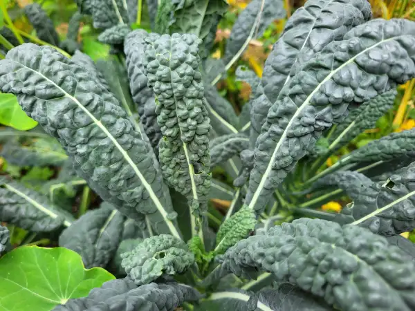 Kohl: Palmkohl "Black Magic"