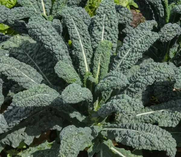 andere Gemüse: Palmkohl Nero Di Toscana