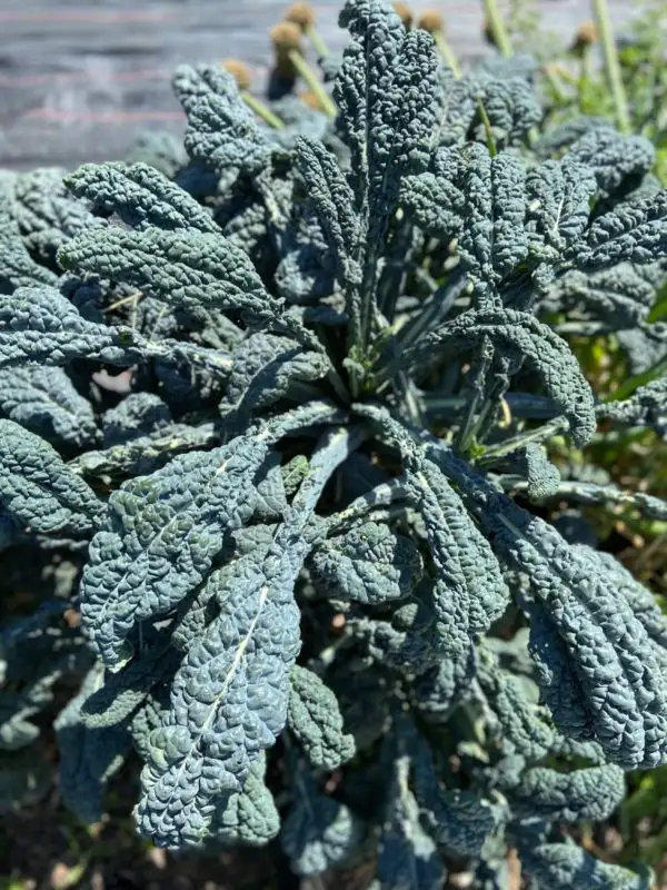 andere Gemüse: Palmkohl Nero Di Toscana