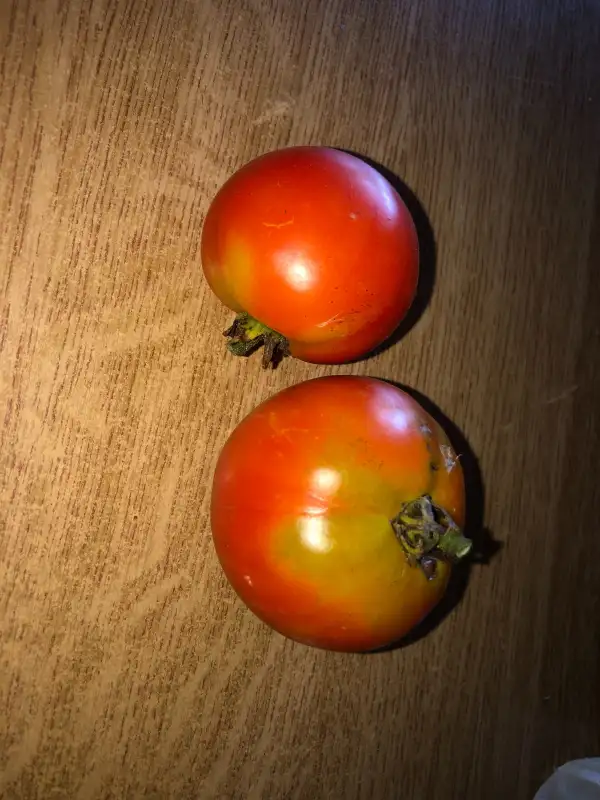 Tomaten: Palosanto de Balaguer