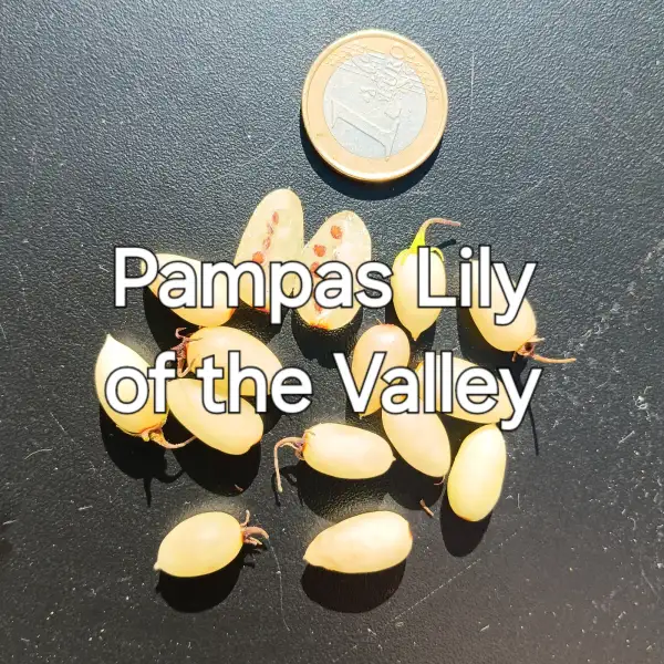 Beeren: Pampas Lily of the Valley