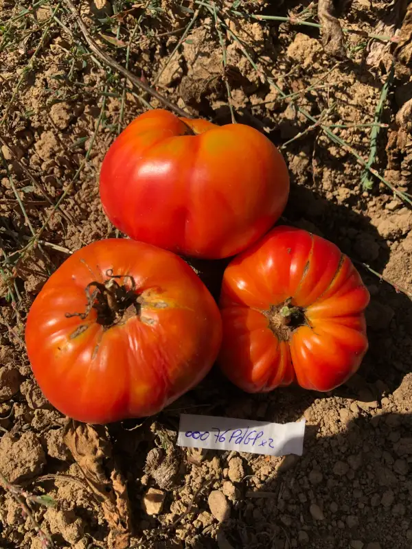 Tomaten: Pamplemousse du Grand-Père