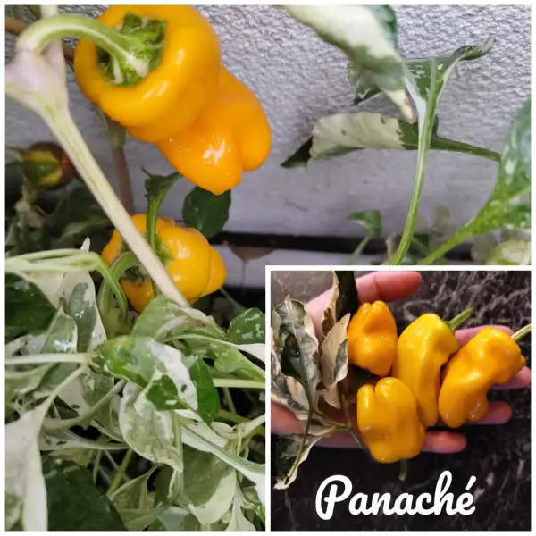 Chili / Paprika: Panaché Variegated Paprika