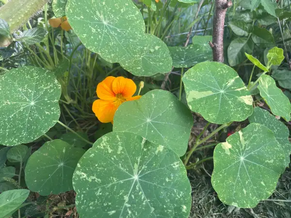 Blumen: Panaschierte Kapuzinerkresse „Lachs“