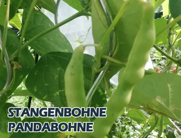 Bohnen: Pandabohne