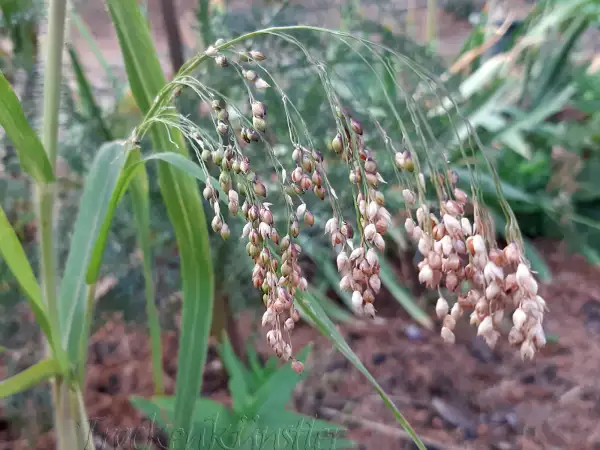 Blumen: Panicum miliaceum