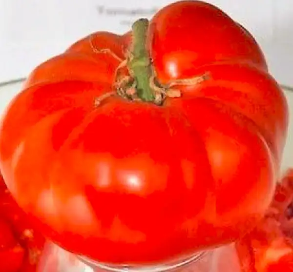 Tomaten: Pantano