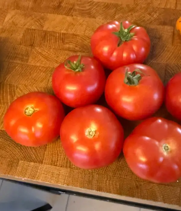 Tomaten: Pantano Romanesco