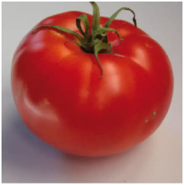 Tomaten: Pantano Romanesco