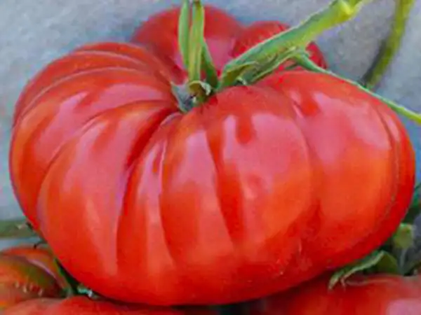 Tomaten: Pantano Romanesco