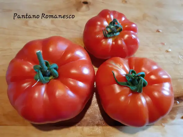 Tomaten: Pantano Romanesco