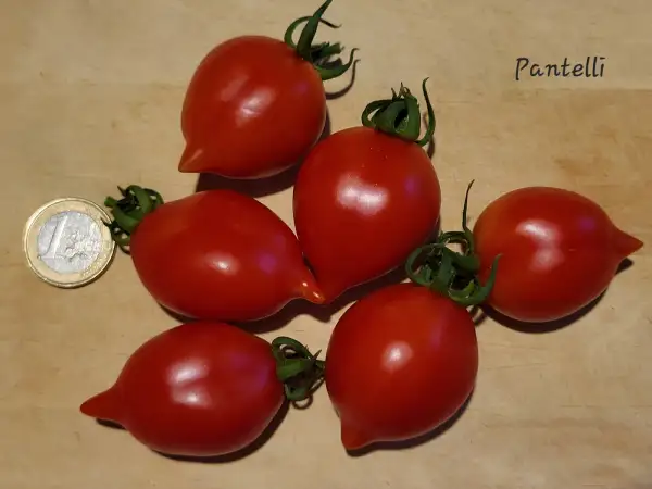 Tomaten: Pantelli
