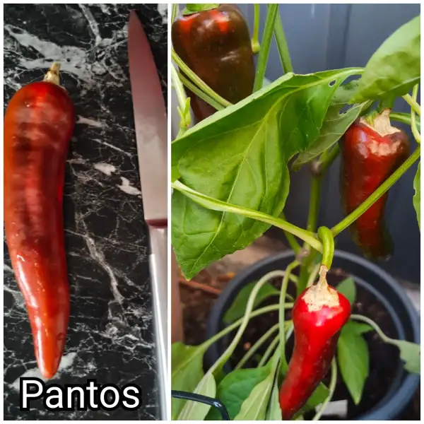 Paprika: Pantos