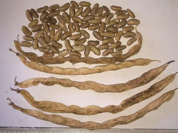 Bohnen: Pao Pao Cai Dou