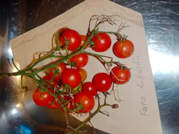 Tomaten: Papa Augustin