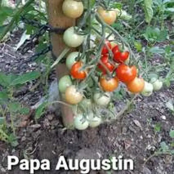 Tomaten: Papa Augustin