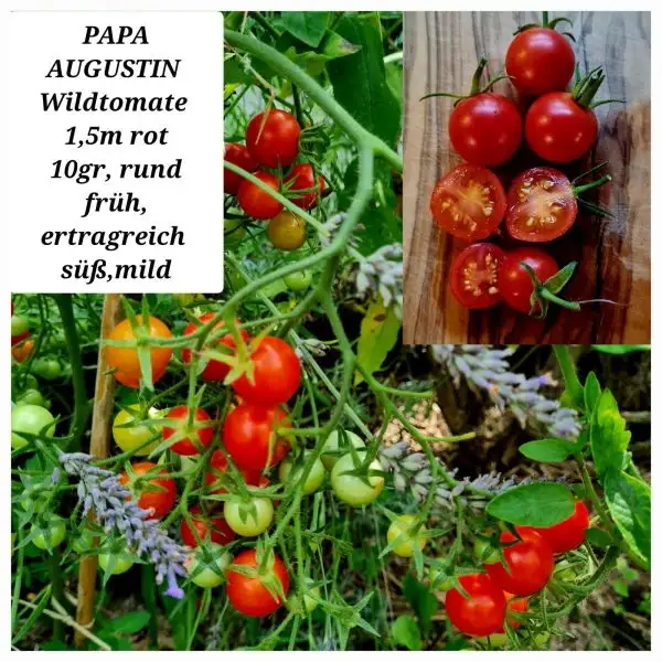 Tomaten: Papa Augustin