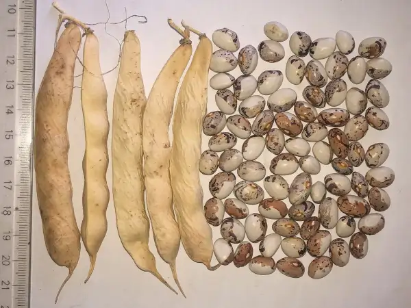 Bohnen: Papa di Rola